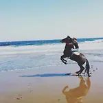Wild House * 라스팔마스